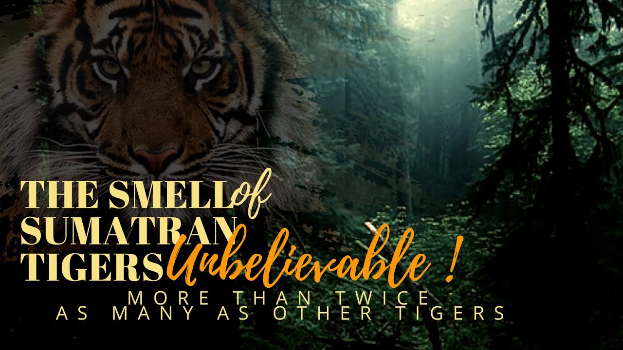 HARIMAU SUMATRA Unique Sense of Smell🐾Twice as many as Other Tigers‼