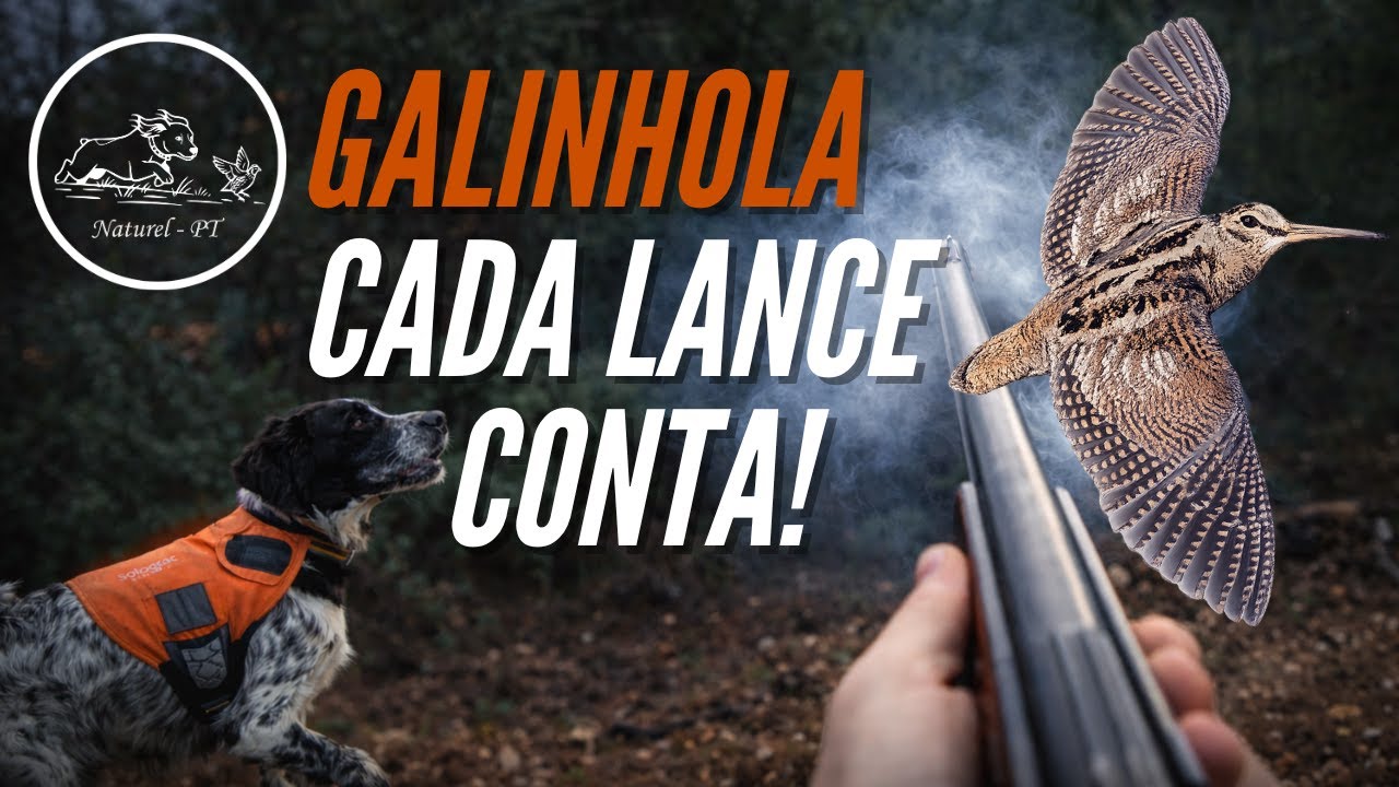 Galinhola em Dezembro | Poucos lances&hellip; mas cada um deles conta