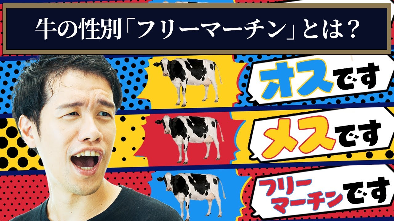 牛の性別にはオス・メス・去勢・フリーマーチンの4つがある。フリーマーチンって何？【うんちくエウレーカクイズ 生き物編】#282
