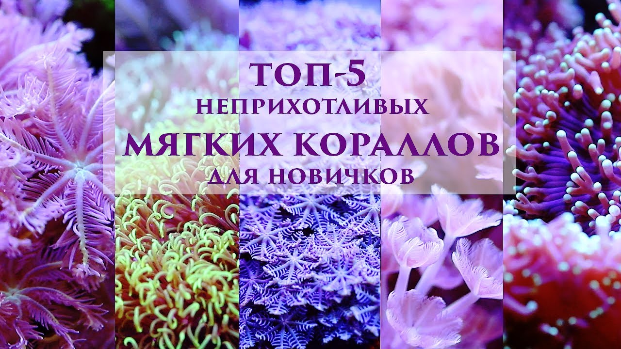 Топ-5 неприхотливых мягких кораллов для морского аквариума