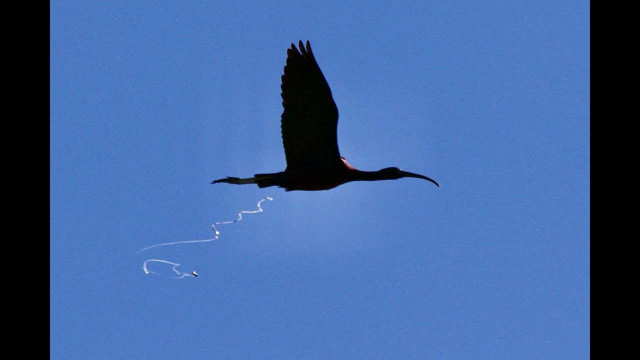 #BIJZONDERE#WAARNEMING#Zwarte Ibis,#Glossy Ibis# Plegadis falcinellus# Ibissen# Threskiornithidae