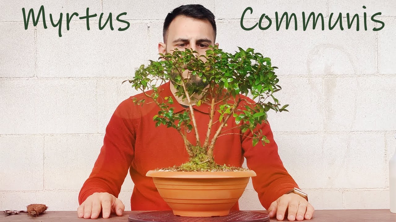 Myrtus Communis, limpieza y poda para la primavera