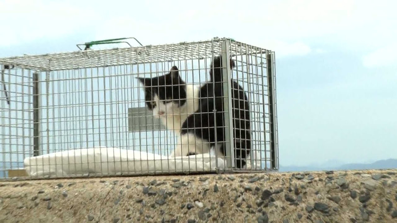「一代限りの命をかわいがってもらえれば」ネコの島「姫島」でネコたちに大規模な不妊去勢手術　過剰繁殖で島民の生活に被害も