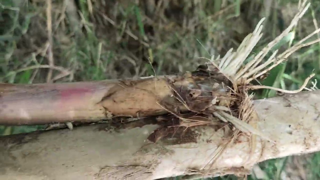 BOLANG pring unik. Bambu seperti ini ‼️jangan di sia-siakan ambil saja, buat wasilah kehidupan✅✅