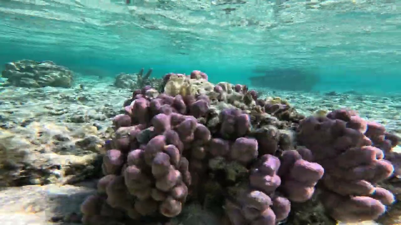 2024 Moorea Tahiti French Polynesia