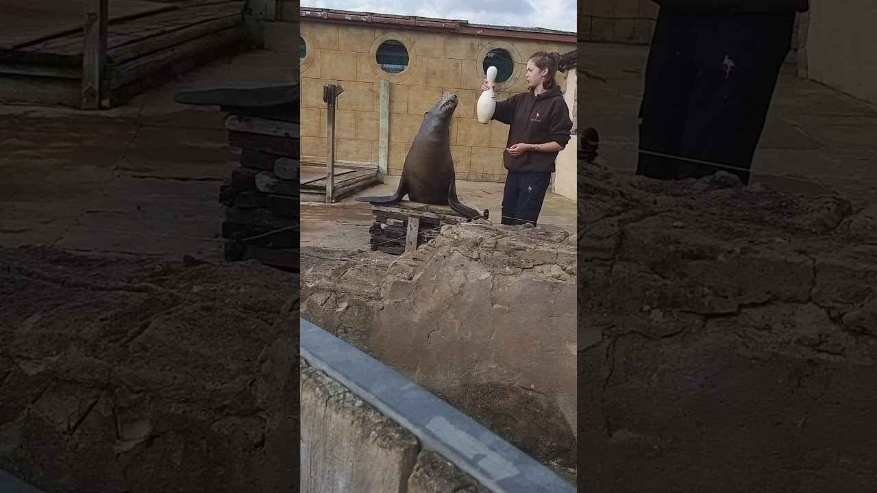 The sea lion show Flamingo Land North Yorkshire 8th September 2019