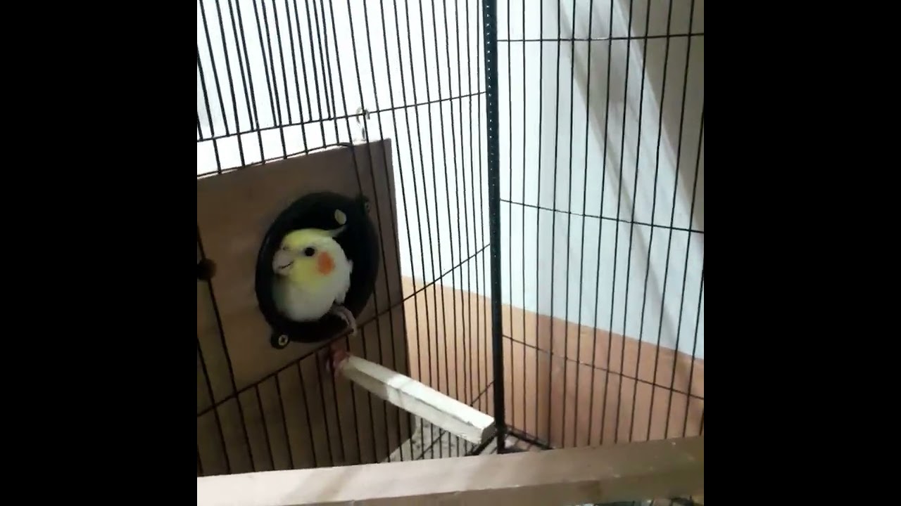  মাশাআল্লাহ 🖤 নতুন  দম্পতি 😁😁 #birds #parrot #viralvideo #cockatiel 