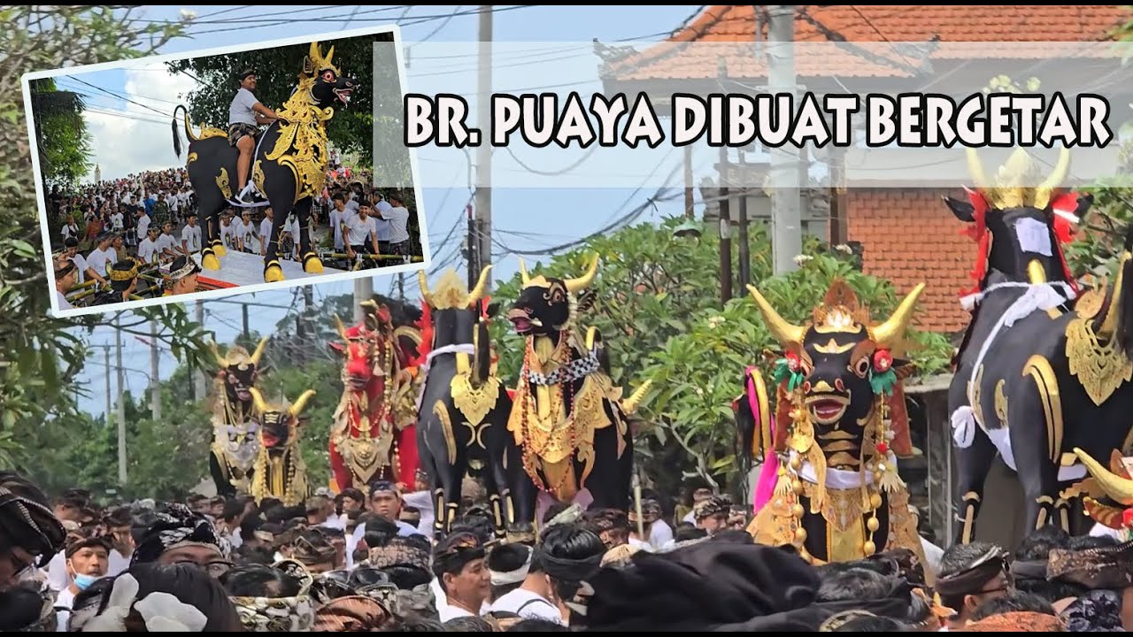 Br. Puaya Gianyar Bali Dibuat Bergetar Oleh 11 Lembu.  FuLL👀🔥