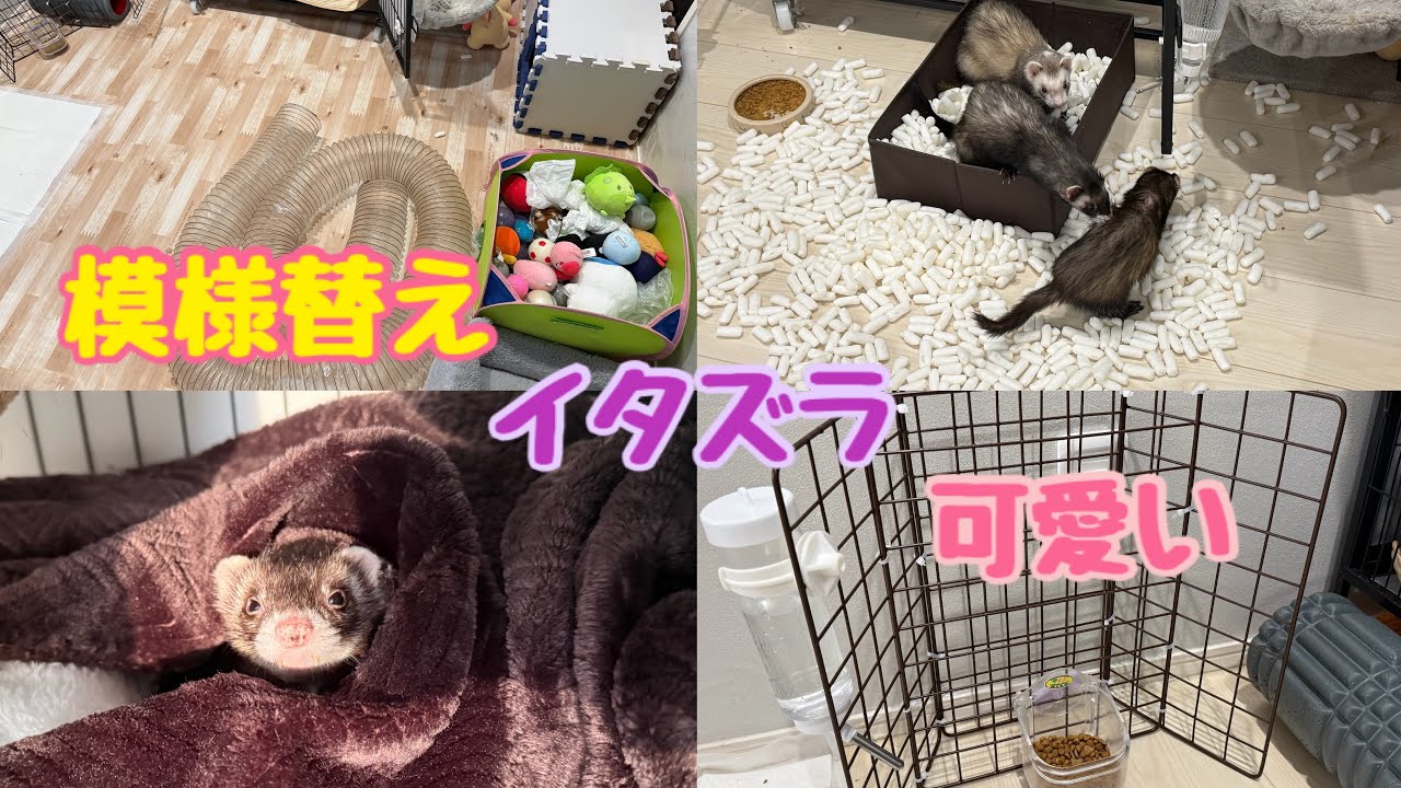 今年全員シニアになるので過ごしやすいよう模様替え！！