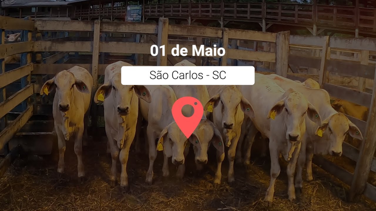 Anota a&iacute;, leil&atilde;o em S&atilde;o Carlos 01 de Maio | EAG