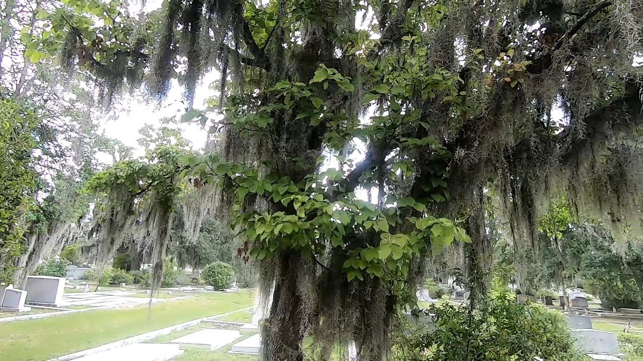 Spanish Moss (Tillandsia usneoides)