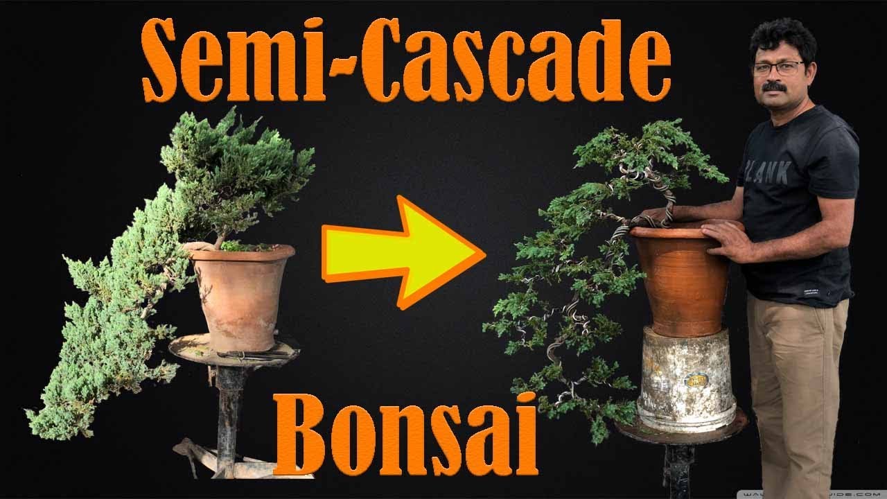 Semi Cascade Bonsai from Nursery Material | Juniperus Prostrata India [Hindi/English sub]