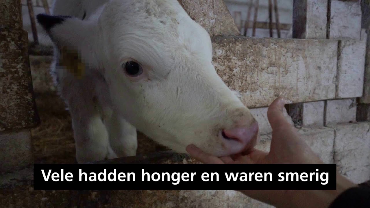 Hoe kwetsbare jonge kalveren worden gekooid en ge&iuml;soleerd op veehouderijen in de EU