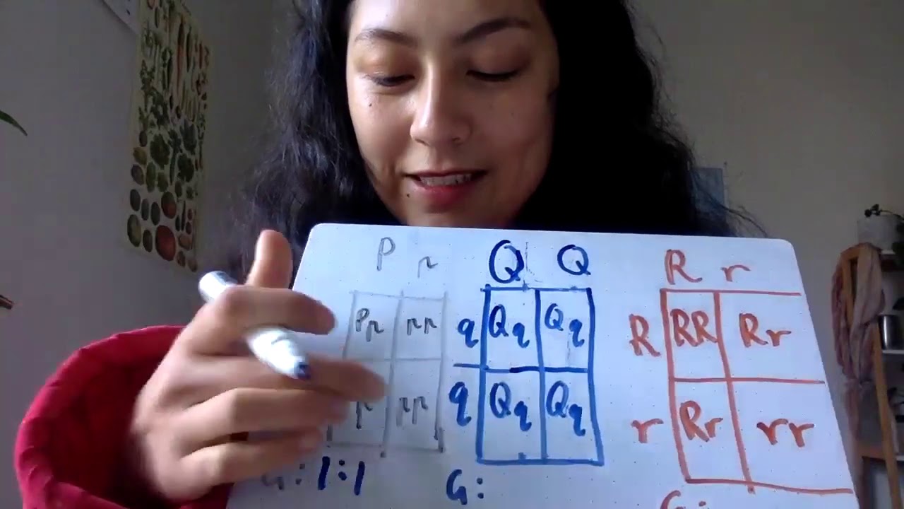 Genotypic and phenotypic ratios