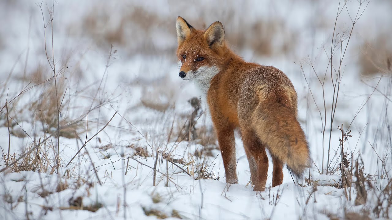 Fox Dives Headfirst Into Snow | North America 1 Hour 4K