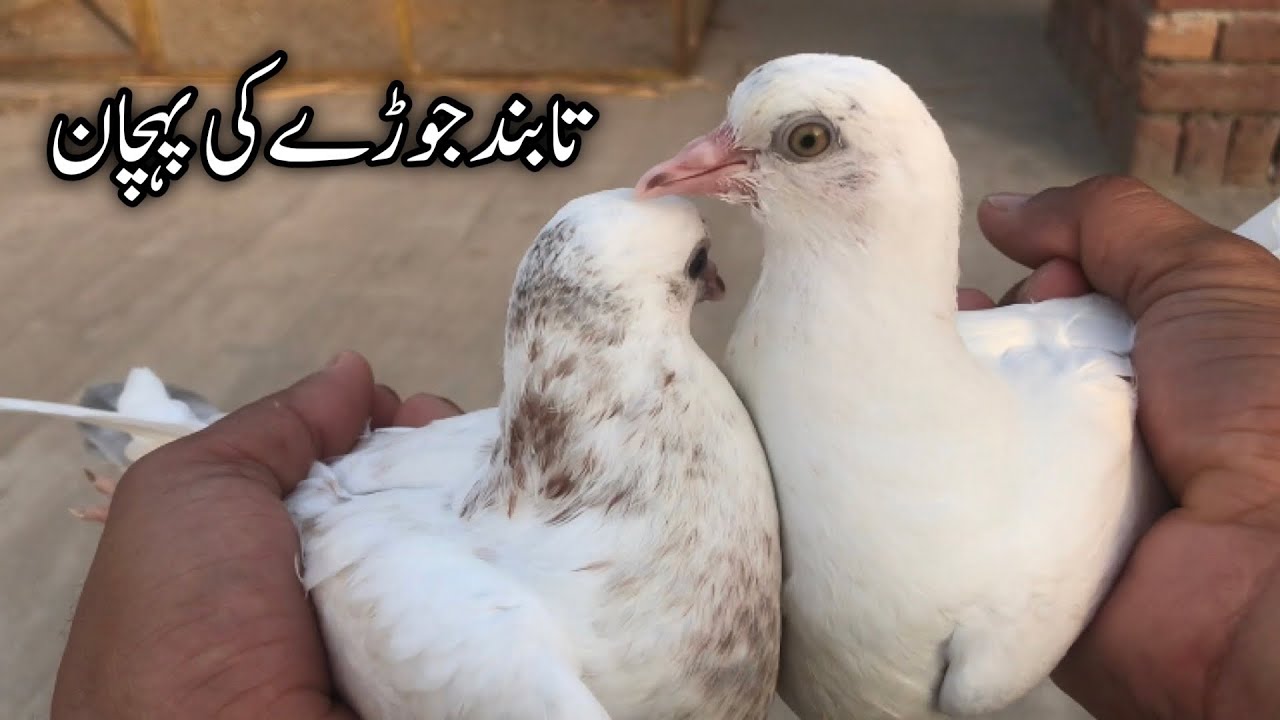 Ta band jore ki pachen || Afzaal Pigeons