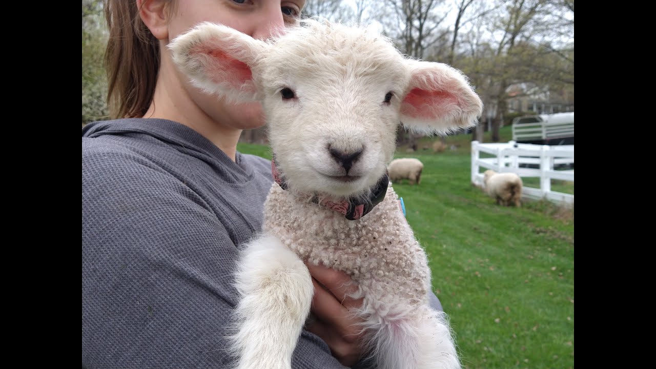 2021 Lambs