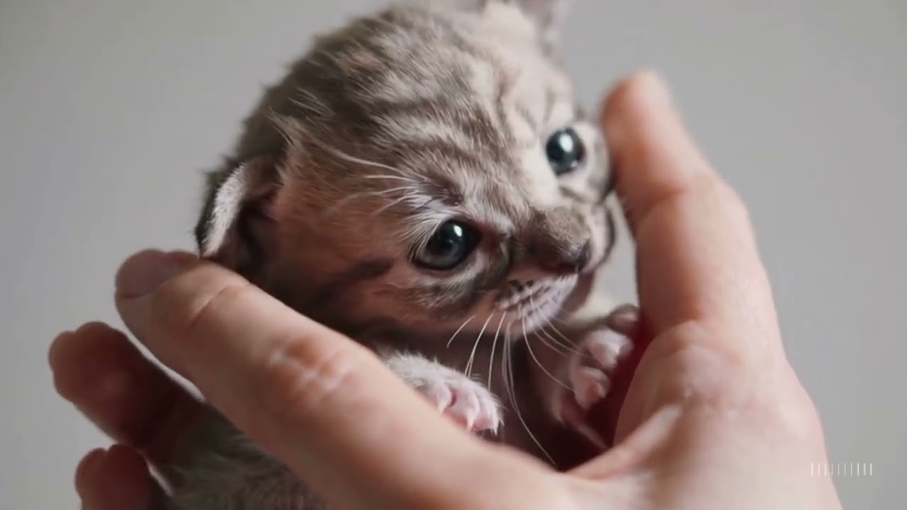 Cute kitten🐱 #cat #cute #kittty #kitten #catlover #catcute #teacup #cats #adorable #funny