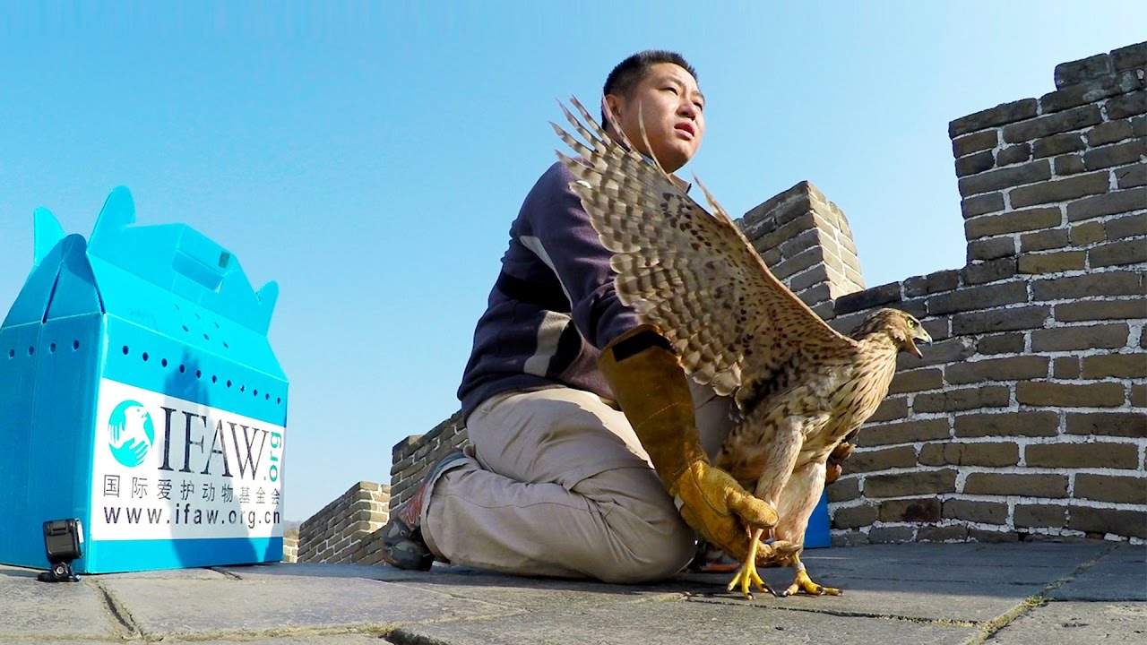 GoPro Cause: IFAW - Releasing Raptors Off The Great Wall of China