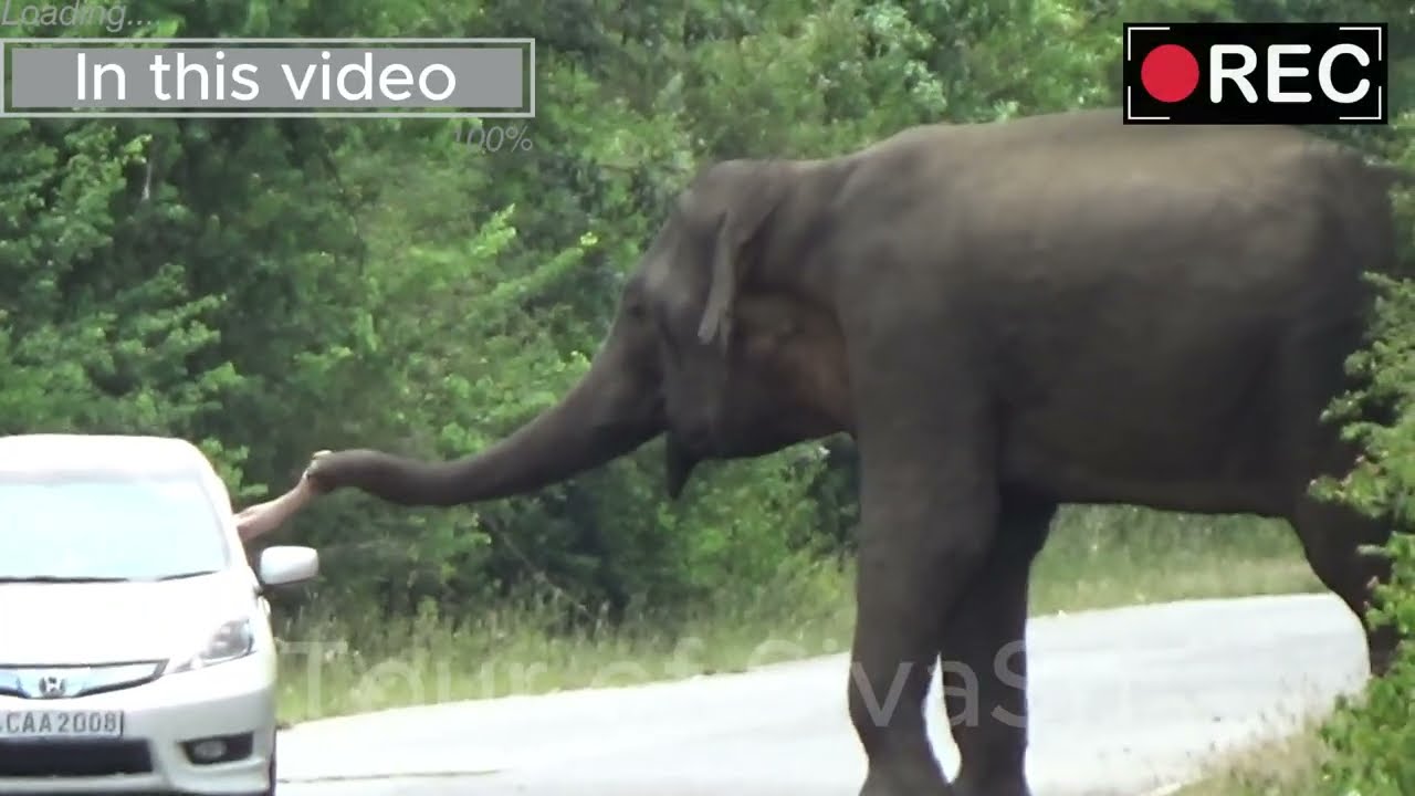 Unforgettable moment - wild elephant forcefully taking foods #elephant #wildlife #buses #wildanimal