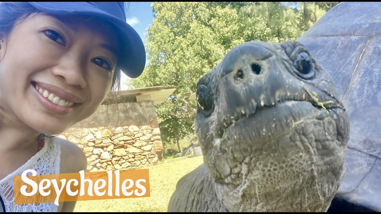 Seychelles 🏝️ Curieuse island - tortoise encounter 🐢🌴