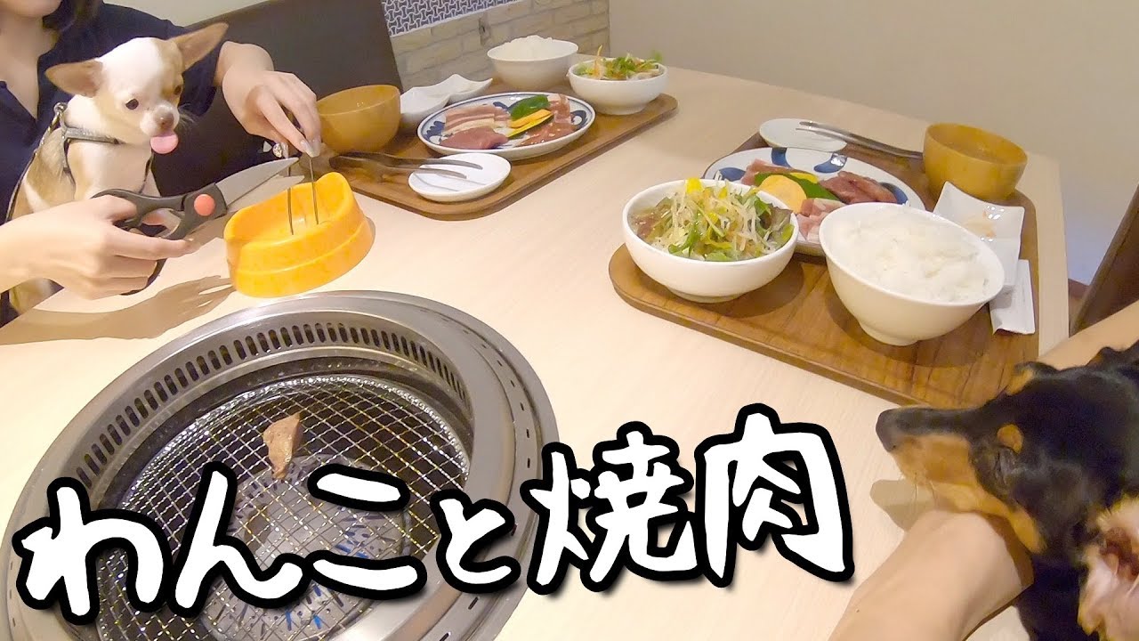 子犬チワワとチワックスさん、久々の焼肉に大興奮