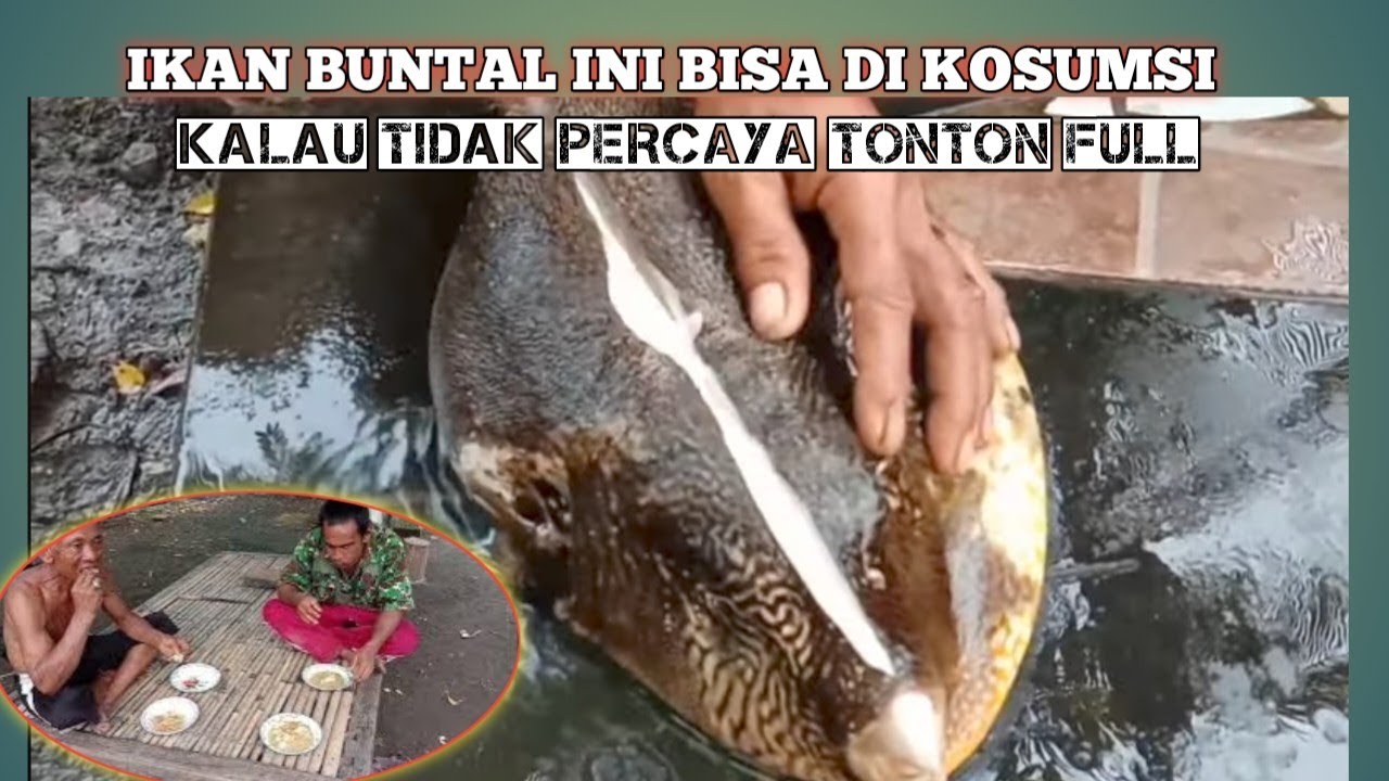 🔴Bagian R4CUN IKAN BUNTAL MEMASAK IKAN BUNTAL KULIT HITAM
