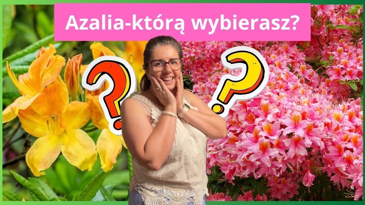 Jak dbać o azalie. Azalie japońskie i wielkokwiatowe