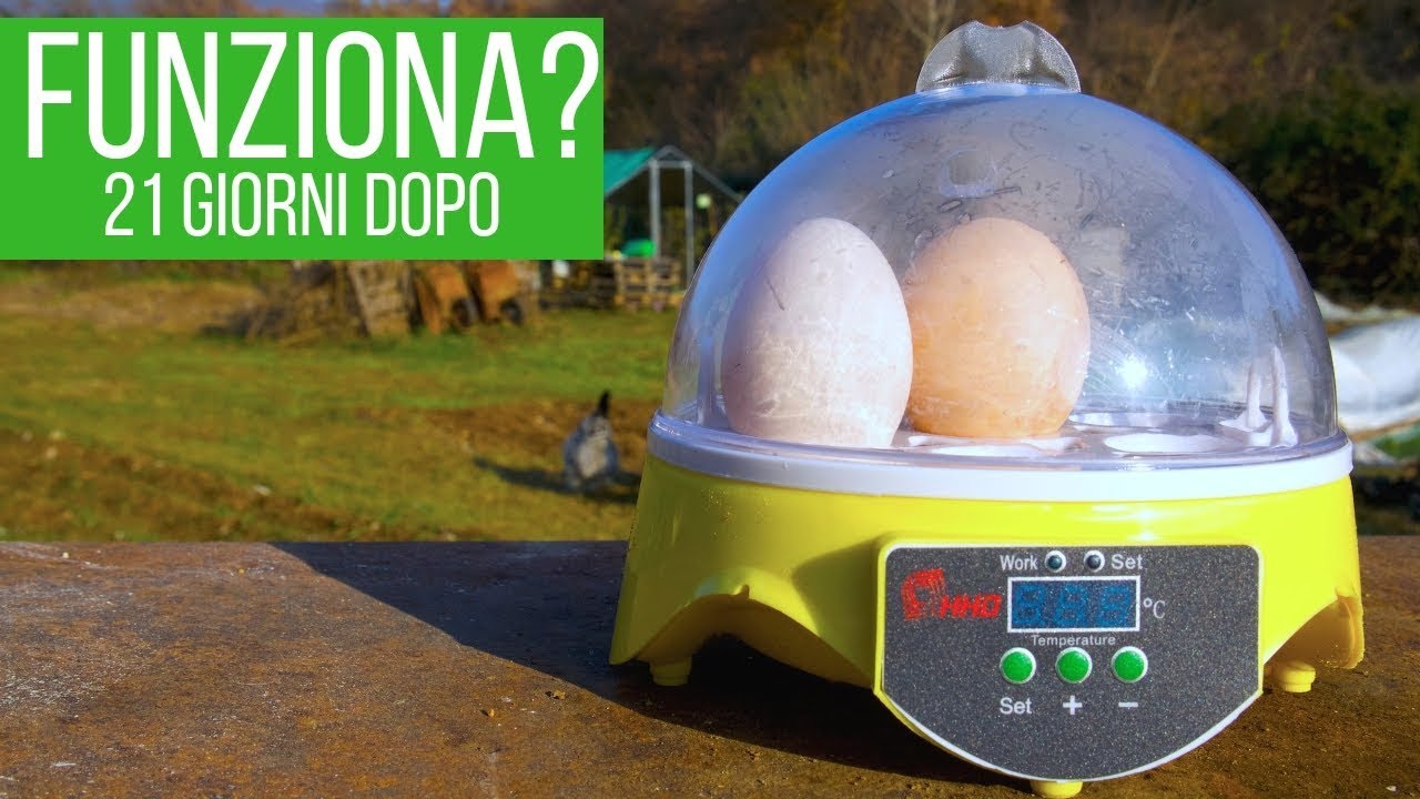 Ho comprato un'incubatrice da 30€: facciamo 4 chiacchiere