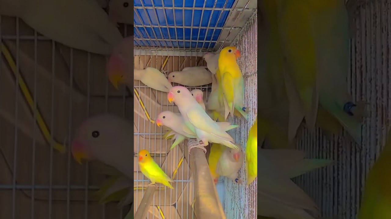 Love birds aviary