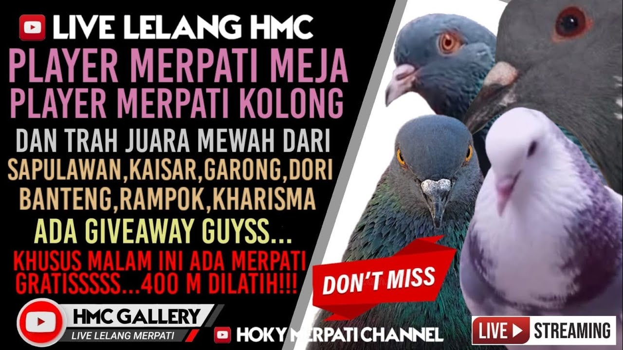 LIVE LELANG HMC//HOKY MERPATI CHANNEL//MERPATI KOLONG//MERPATI MEJA//LIVE MERPATI HMC