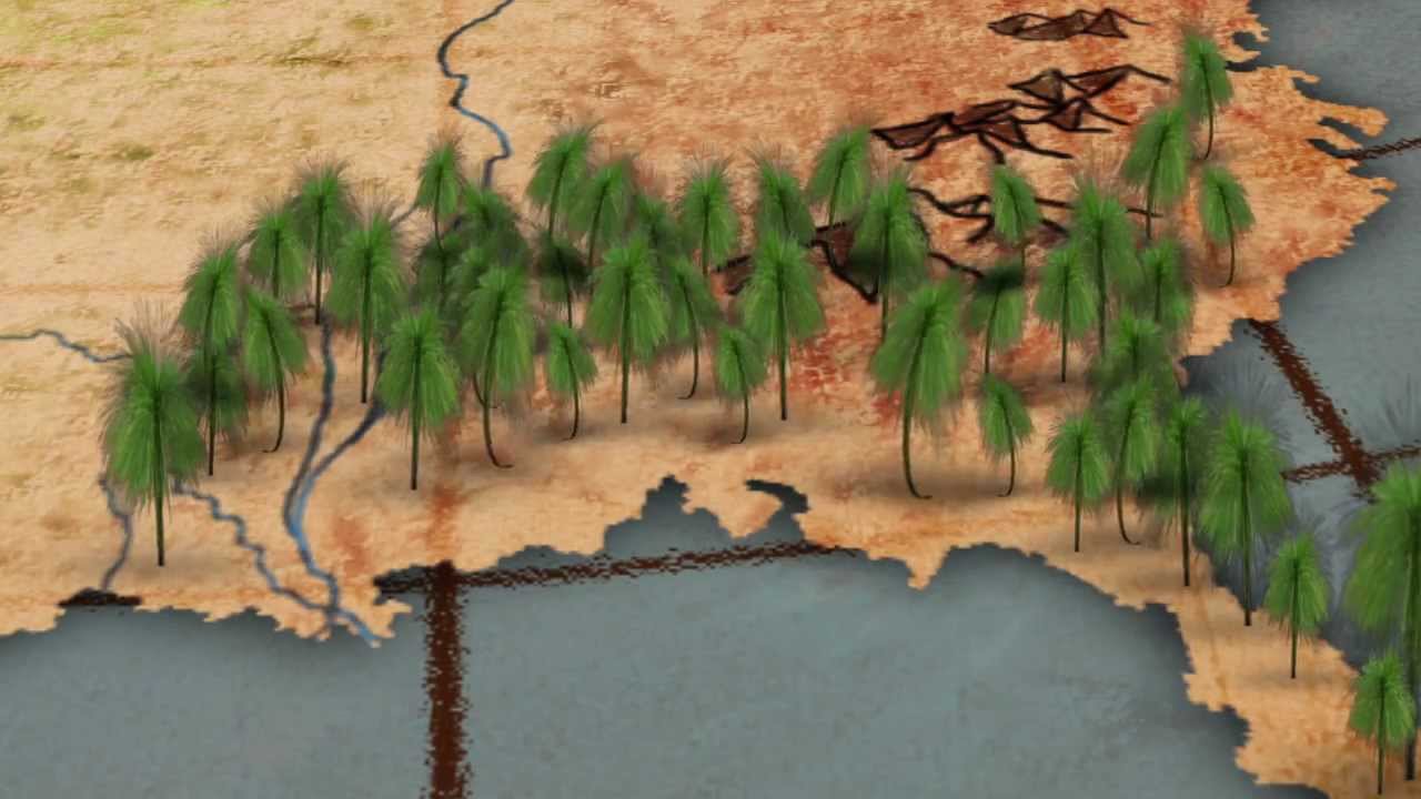 Restoring a natural wonder: the longleaf pine forest