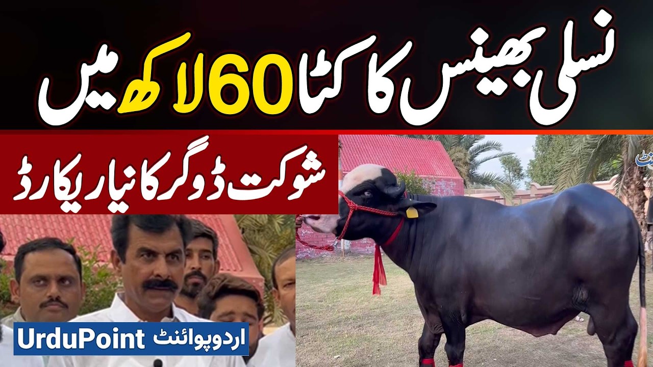 A Purebred Buffalo Calf Sold for 6 Million in Multan - Setting a New Record for Farmer Shaukat Dogar