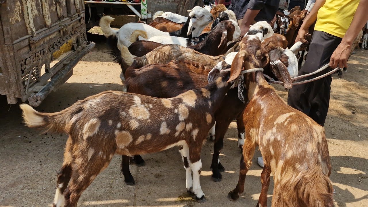 JAIPUR CHAINPURA BAKRA MANDI LIVE UPDATE WEDNESDAY.30 