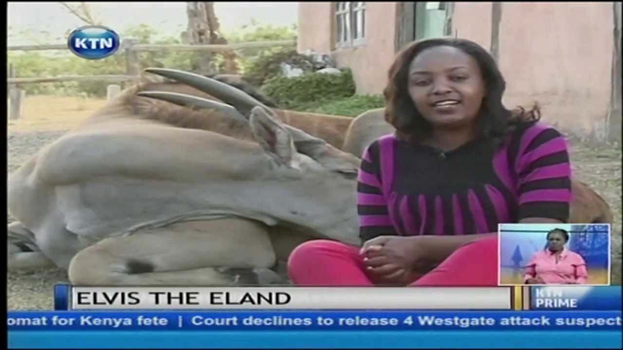 Elvis the domesticated eland