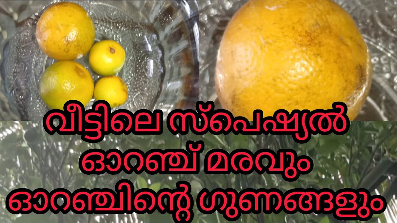 ✅💯വീട്ടിലെ സ്പെഷ്യൽ ഓറഞ്ച് മരവും ഓറഞ്ച് ന്റെ ഗുണങ്ങളും 