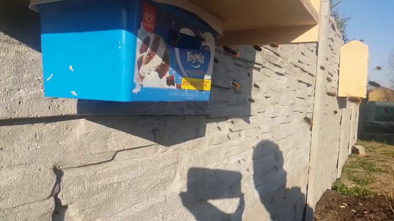 Osmia cornuta atak samc&oacute;w