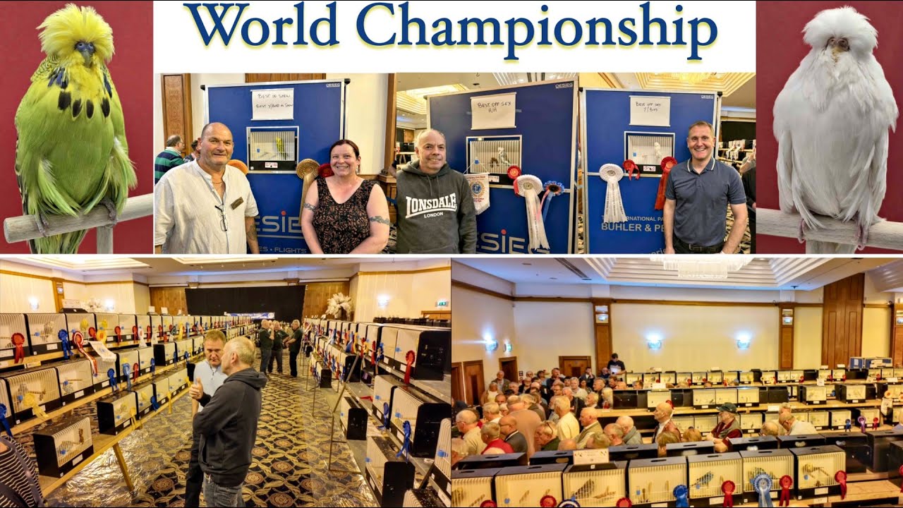 100th Budgerigar Society World Championship Show 2025 | Blackpool UK | Daniel Luetolf Expert Views
