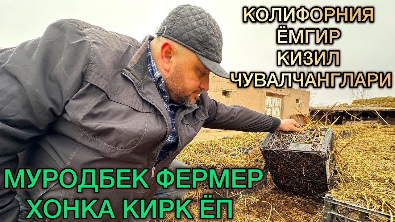 Колифорния ёмгири,кизил,чувалчанглари | Biyogomus | Биягомус