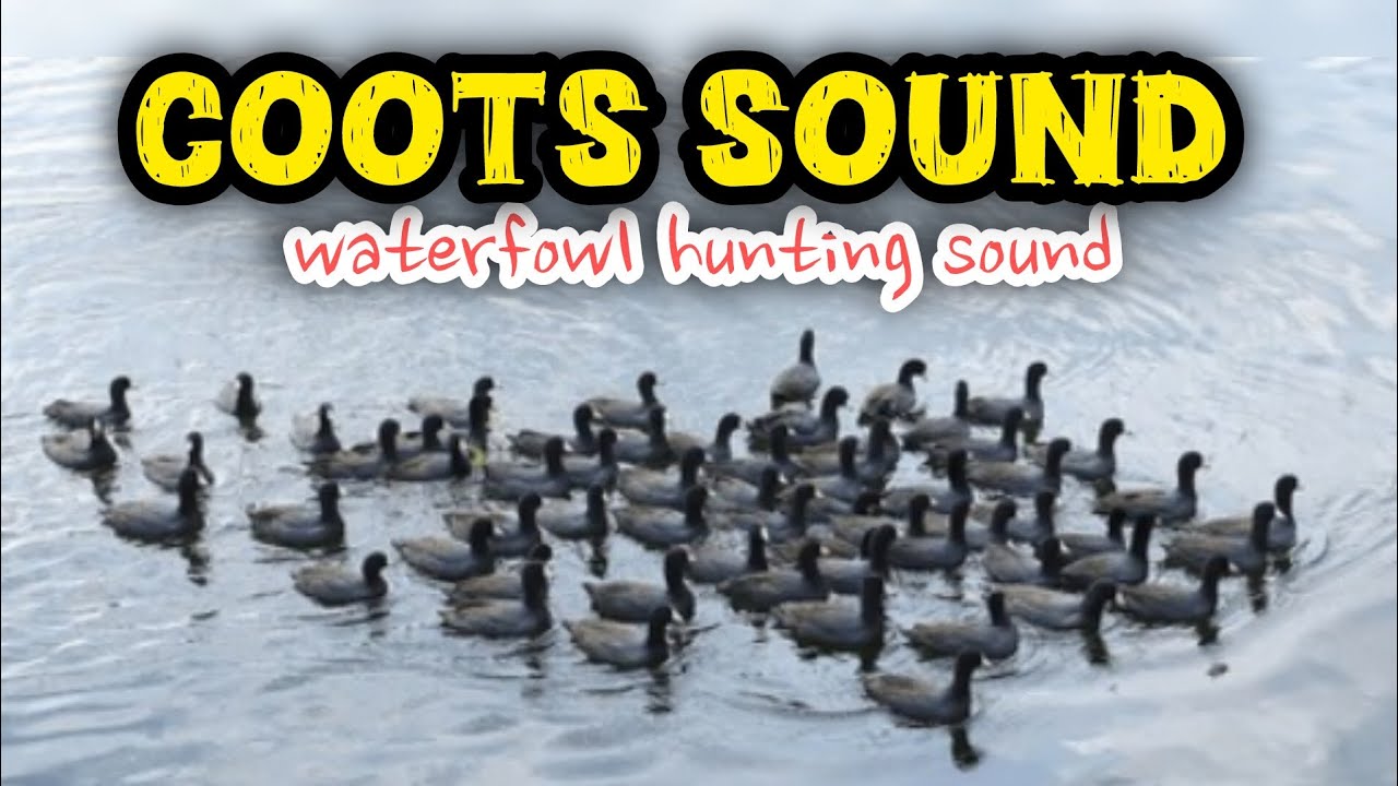 Coot bird hunting sound / Eurasian coot bird voice 