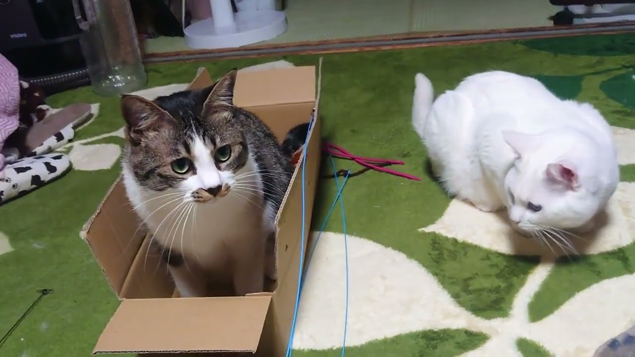 元野良猫17匹と1人暮らし。日常の様子。