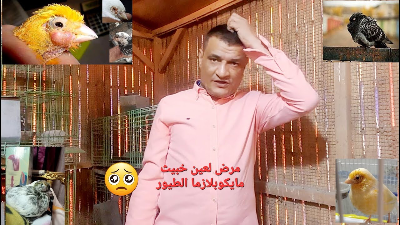 مرض لعين😔 مايكوبلازما🤓 ووجع العين بهدل الطيور😡 مع التقلبات الجوية طيب علاجه الفعال ايه؟ الشرح عملي💪