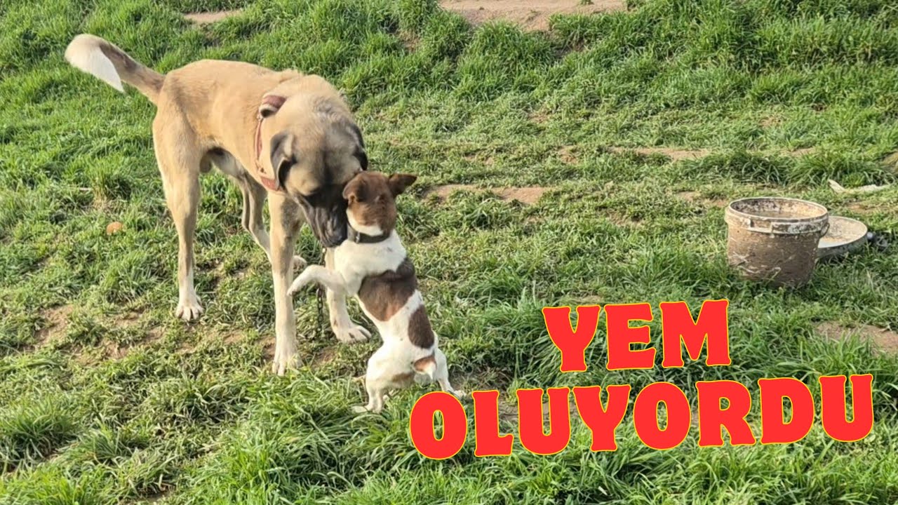JOKER AZ KALSIN YEM OLACAKTI 