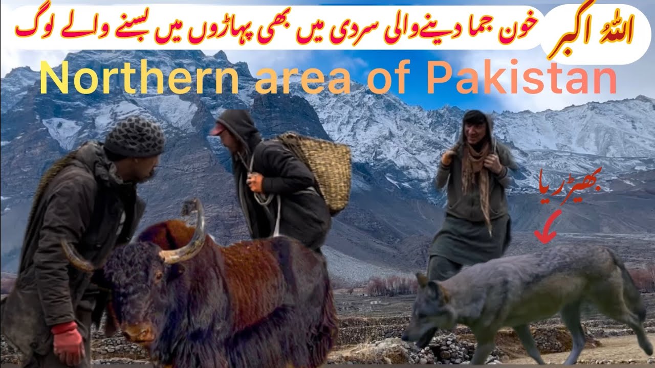 mountain life in north of Pakistan.Village life activities in hilly area.rural life in Pakistan