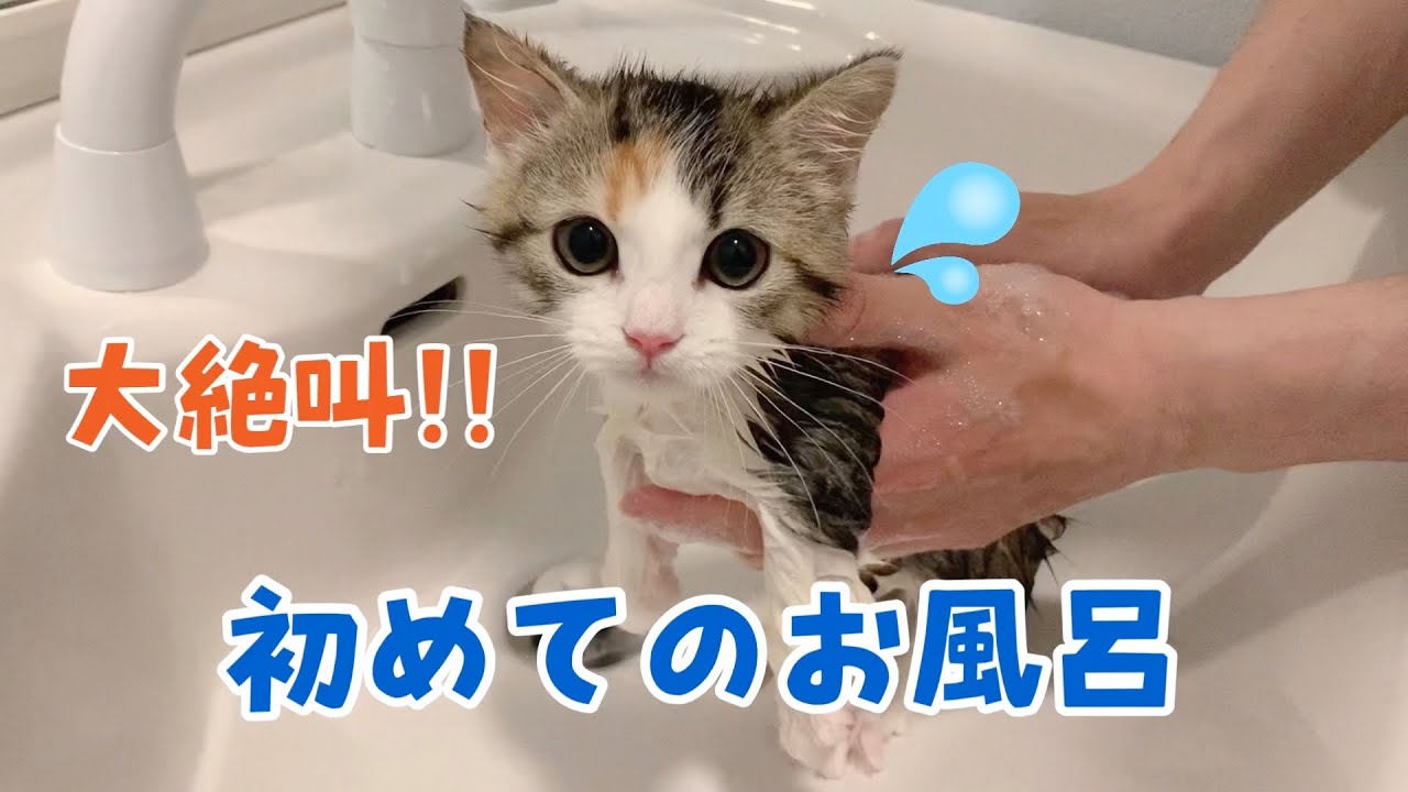 初めてのお風呂にかわいい悲鳴をあげてがんばる子猫！【ミヌエット】kitten's first bath