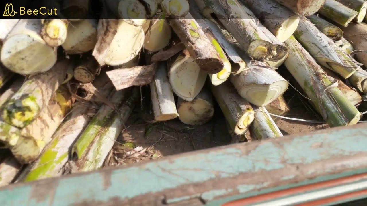 ESTE VIDEO MOSTRA COMO E FEITO CORTE DO PALMITO PUPUNHA