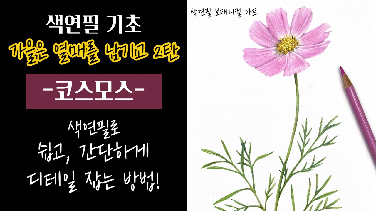 색연필기초/코스모스 색 올리기는 너무 쉬워서 기초과정에 완전 딱임!/색연필 보태니컬아트 기초/colored pencils botanical art