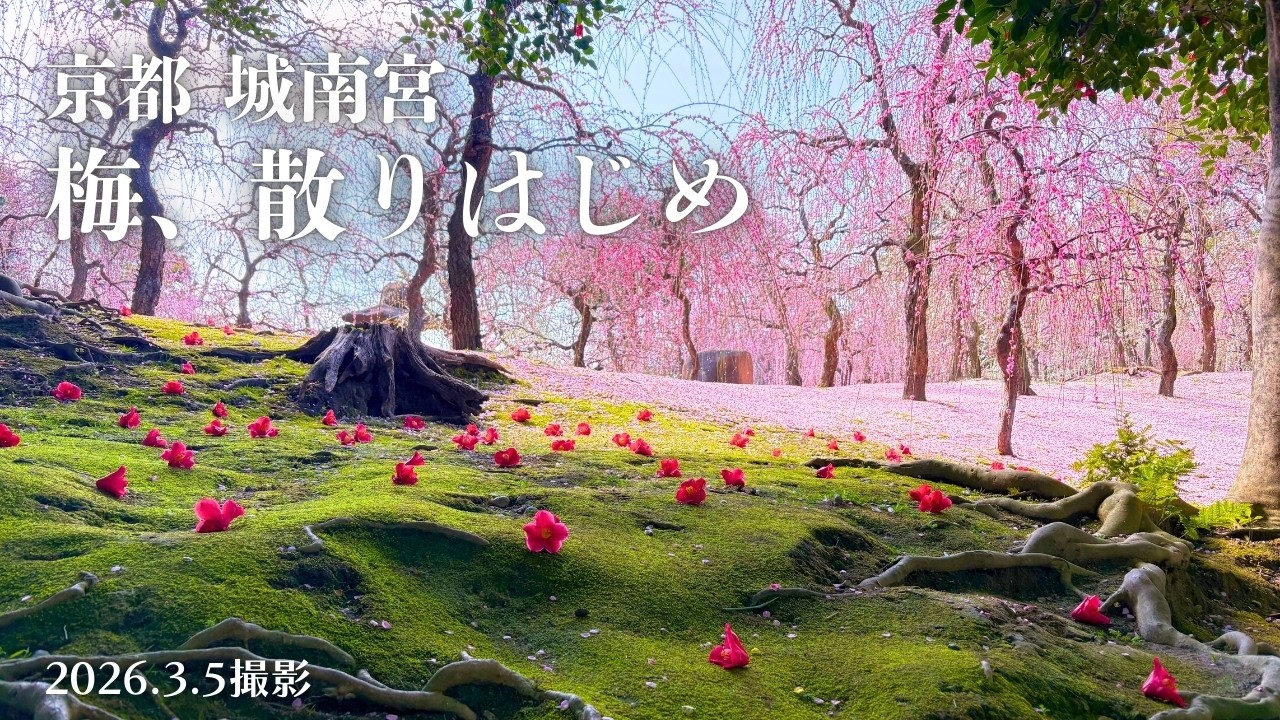 【京都・梅開花速報2026】城南宮 しだれ梅が散り始め｜花びらの絨毯と落ち椿が見頃（3/5撮影）