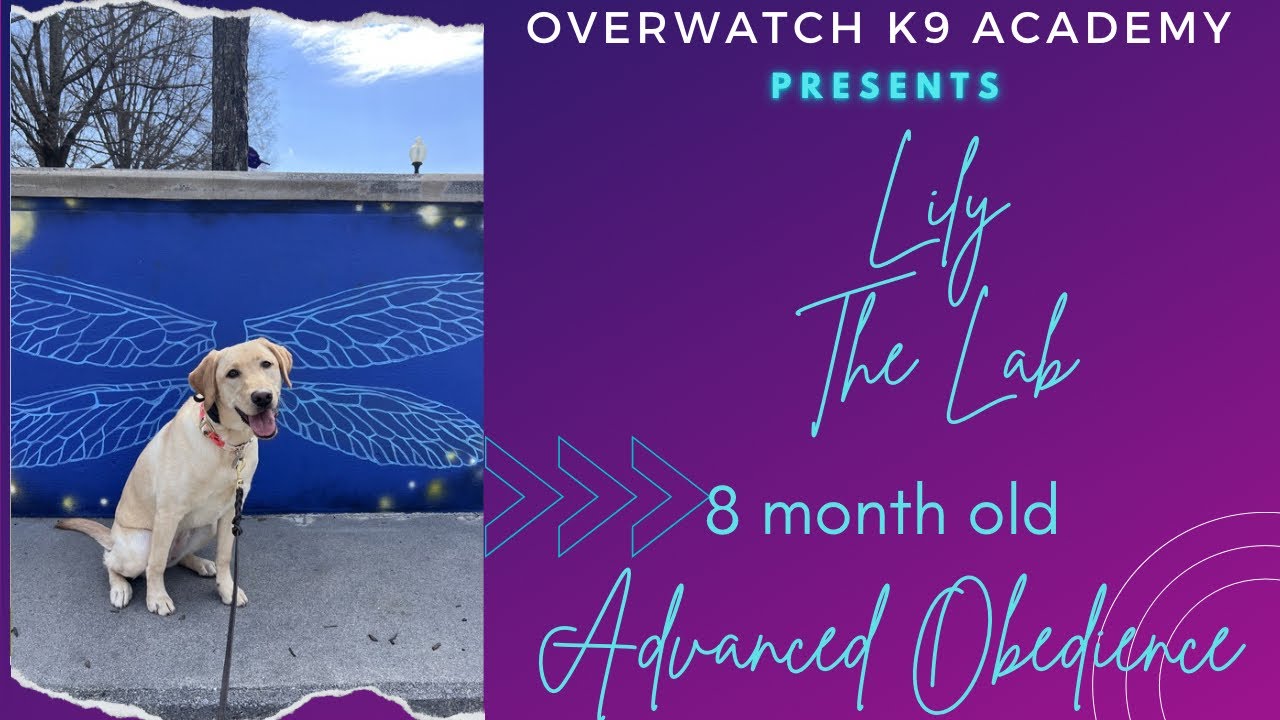 Lily | 8 Mo Lab | Advanced Obedience | OverWatch K9 Academy 
