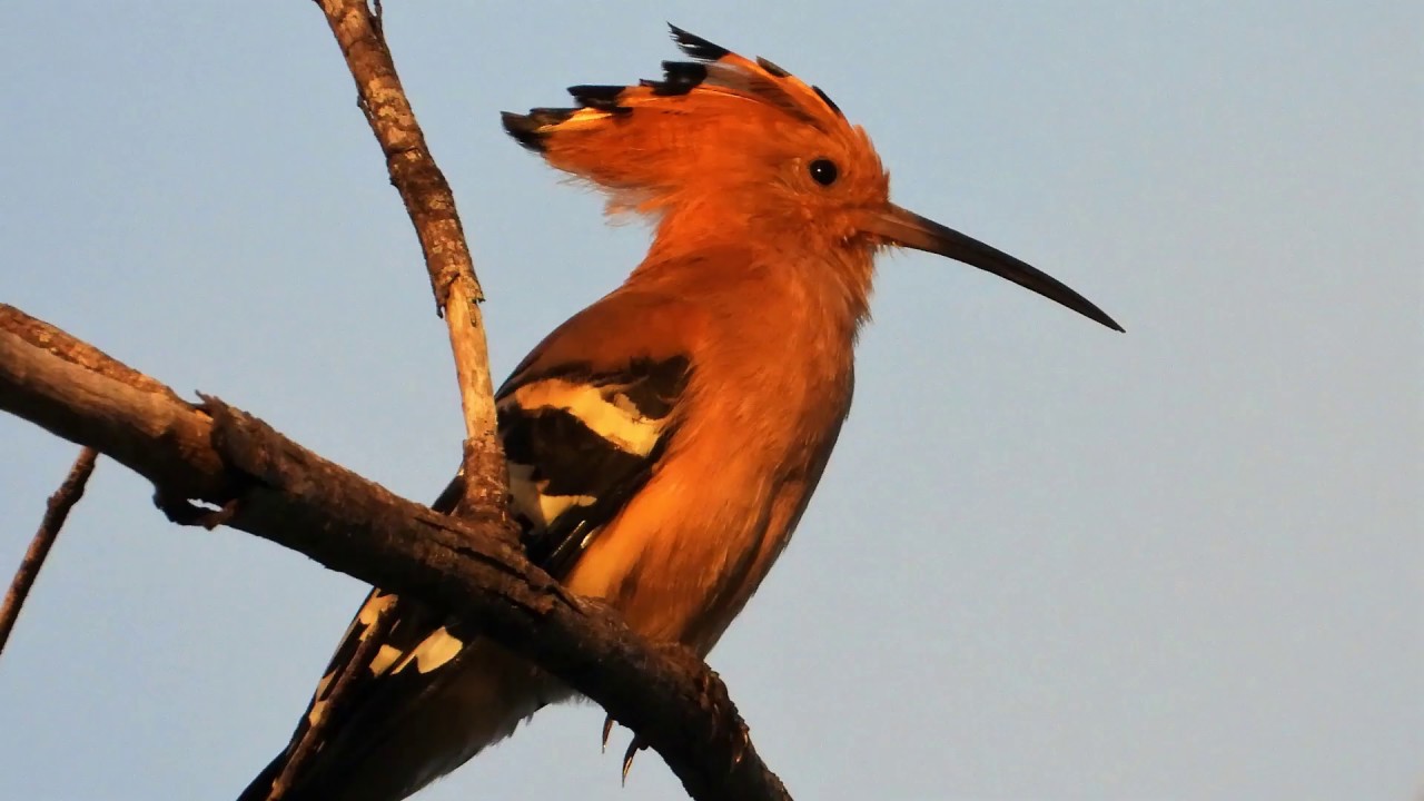 Oiseaux de Madagascar  Birding in Madagascar